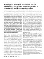 A tetracycline derivative, minocycline, reduces inflammation and protects against focal cerebral ischemia with a wide therapeutic window