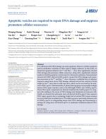 Apoptotic vesicles are required to repair DNA damage and suppress premature cellular senescence