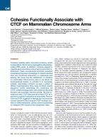 Cohesins Functionally Associate with CTCF on Mammalian Chromosome Arms