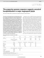 The grapevine genome sequence suggests ancestral hexaploidization in major angiosperm phyla