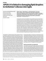 APOE4/4 is linked to damaging lipid droplets in Alzheimer’s disease microglia