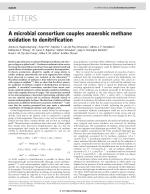A microbial consortium couples anaerobic methane oxidation to denitrification
