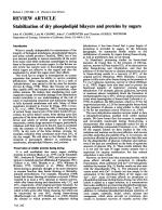 Stabilization of dry phospholipid bilayers and proteins by sugars