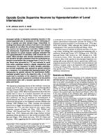 Opioids Excite Dopamine Neurons by Hyperpolarization of Local Interneurons