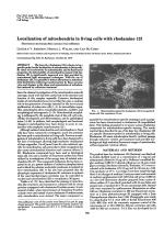 Localization of mitochondria in living cells with rhodamine 123 (fluorescence microscopy/Bous sarcoma virus/colchicine)