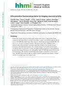Ultra-sensitive fluorescent proteins for imaging neuronal activity