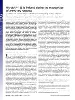 MicroRNA-155 is induced during the macrophage inflammatory response
