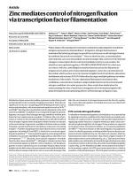 Zinc mediates control of nitrogen fixation via transcription factor filamentation