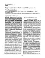 Rapid determination of 16S ribosomal RNA sequences for phylogenetic analyses (reverse transcriptase/dideoxynucleotide)