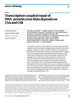 Transcription-coupled repair of DNA-protein cross-links depends on CSA and CSB