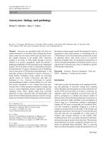 Astrocytes: biology and pathology