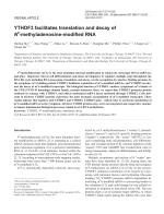 YTHDF3 facilitates translation and decay of N6-methyladenosine-modified RNA