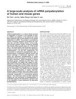 A large-scale analysis of mRNA polyadenylation of human and mouse genes