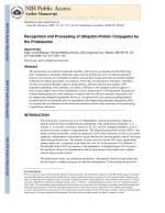 Recognition and Processing of Ubiquitin-Protein Conjugates by the Proteasome