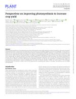 Perspectives on improving photosynthesis to increase crop yield
