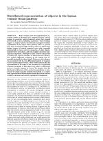 Distributed representation of objects in the human ventral visual pathway