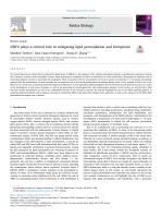NRF2 plays a critical role in mitigating lipid peroxidation and ferroptosis
