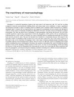 The machinery of macroautophagy