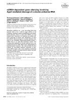 miRNA-dependent gene silencing involving Ago2-mediated cleavage of a circular antisense RNA