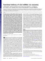 Functional delivery of viral miRNAs via exosomes