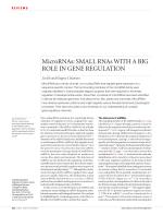 MicroRNAs: SMALL RNAs WITH A BIG ROLE IN GENE REGULATION