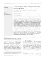 Aspergillus flavus: human pathogen, allergen and mycotoxin producer