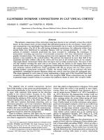 CLUSTERED INTRINSIC CONNECTIONS IN CAT VISUAL CORTEX
