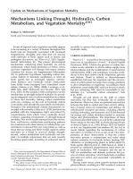 Mechanisms Linking Drought, Hydraulics, Carbon Metabolism, and Vegetation Mortality