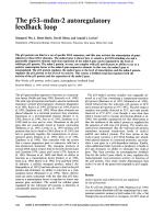 The p53-mdm-2 autoregulatory feedback loop