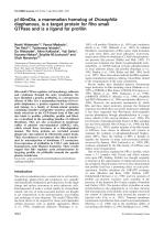 p140mDia, a mammalian homolog of Drosophila diaphanous, is a target protein for Rho small GTPase and is a ligand for profilin