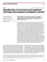 Identification of structural and regulatory cell-shape determinants in Haloferax volcanii