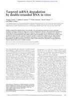 Targeted mRNA degradation by double-stranded RNA in vitro