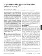 Circularly permuted green fluorescent proteins engineered to sense Ca2+
