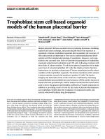 Trophoblast stem cell-based organoid models of the human placental barrier