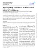 Unveiling Colitis: A Journey through the Dextran Sodium Sulfate-induced Model