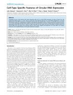 Cell-Type Specific Features of Circular RNA Expression