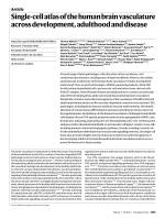 Single-cell atlas of the human brain vasculature across development, adulthood and disease