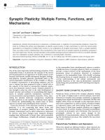 Synaptic Plasticity: Multiple Forms, Functions, and Mechanisms