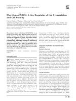 Rho-Kinase/ROCK: A Key Regulator of the Cytoskeleton and Cell Polarity