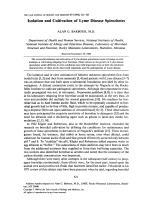 Isolation and Cultivation of Lyme Disease Spirochetes
