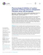 Pharmacological inhibition of cystine-glutamate exchange induces endoplasmic reticulum stress and ferroptosis
