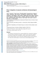 Piezo1 integration of vascular architecture with physiological force