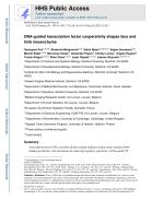 DNA-guided transcription factor cooperativity shapes face and limb mesenchyme