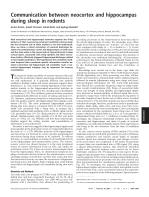 Communication between neocortex and hippocampus during sleep in rodents