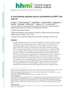 A novel pathway regulates memory and plasticity via SIRT1 and miR-134