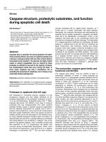 Caspase structure, proteolytic substrates, and function during apoptotic cell death