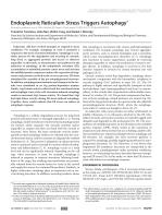 Endoplasmic Reticulum Stress Triggers Autophagy