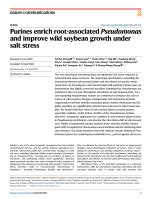 Purines enrich root-associated Pseudomonas and improve wild soybean growth under salt stress