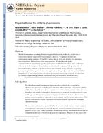 Organization of the mitotic chromosome