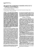 Site-specific DNA recombination in mammalian cells by the Cre recombinase of bacteriophage P1